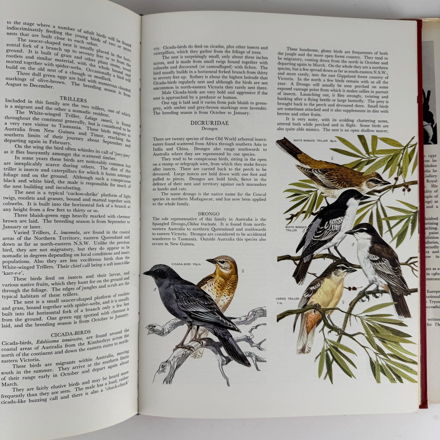 Australian Birds, Robin Hill, 1967, Oversized Illustrated Bird Book - Pretty Old Books