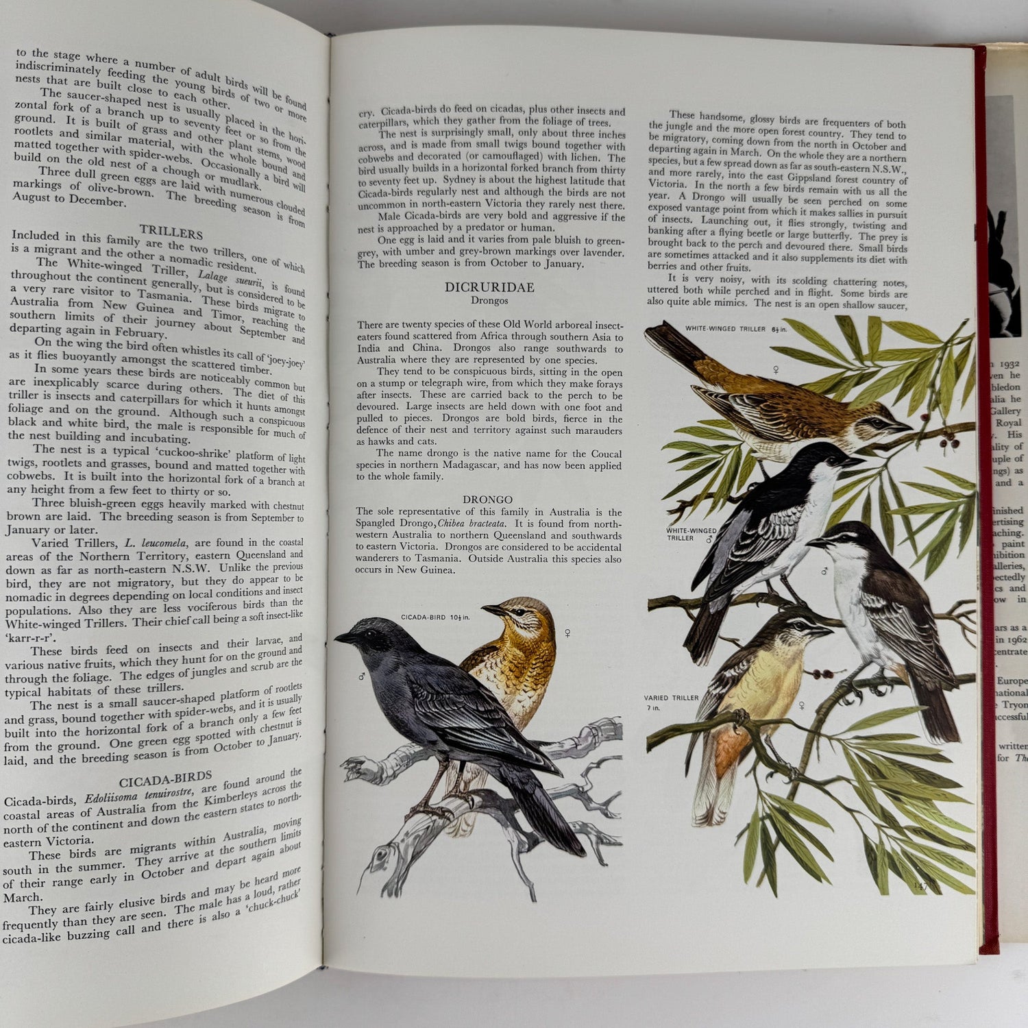 Australian Birds, Robin Hill, 1967, Oversized Illustrated Bird Book - Pretty Old Books