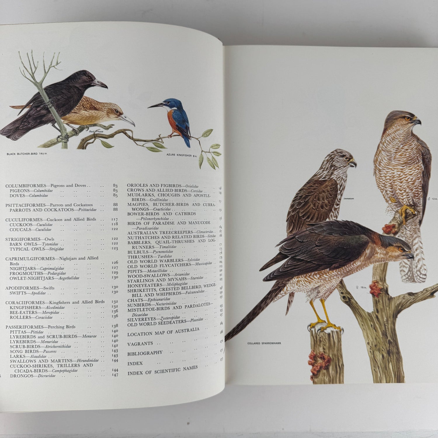 Australian Birds, Robin Hill, 1967, Oversized Illustrated Bird Book - Pretty Old Books