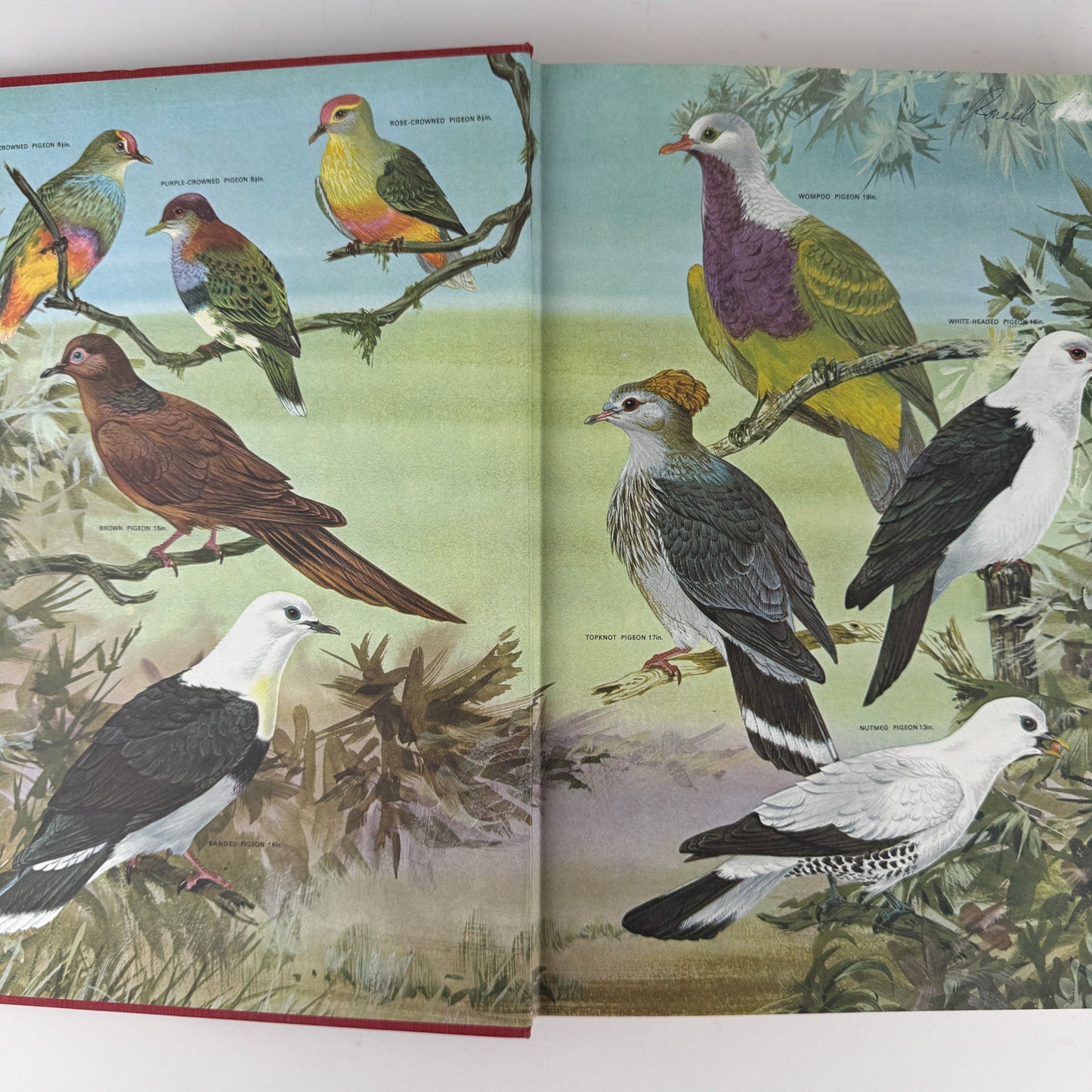 Australian Birds, Robin Hill, 1967, Oversized Illustrated Bird Book - Pretty Old Books