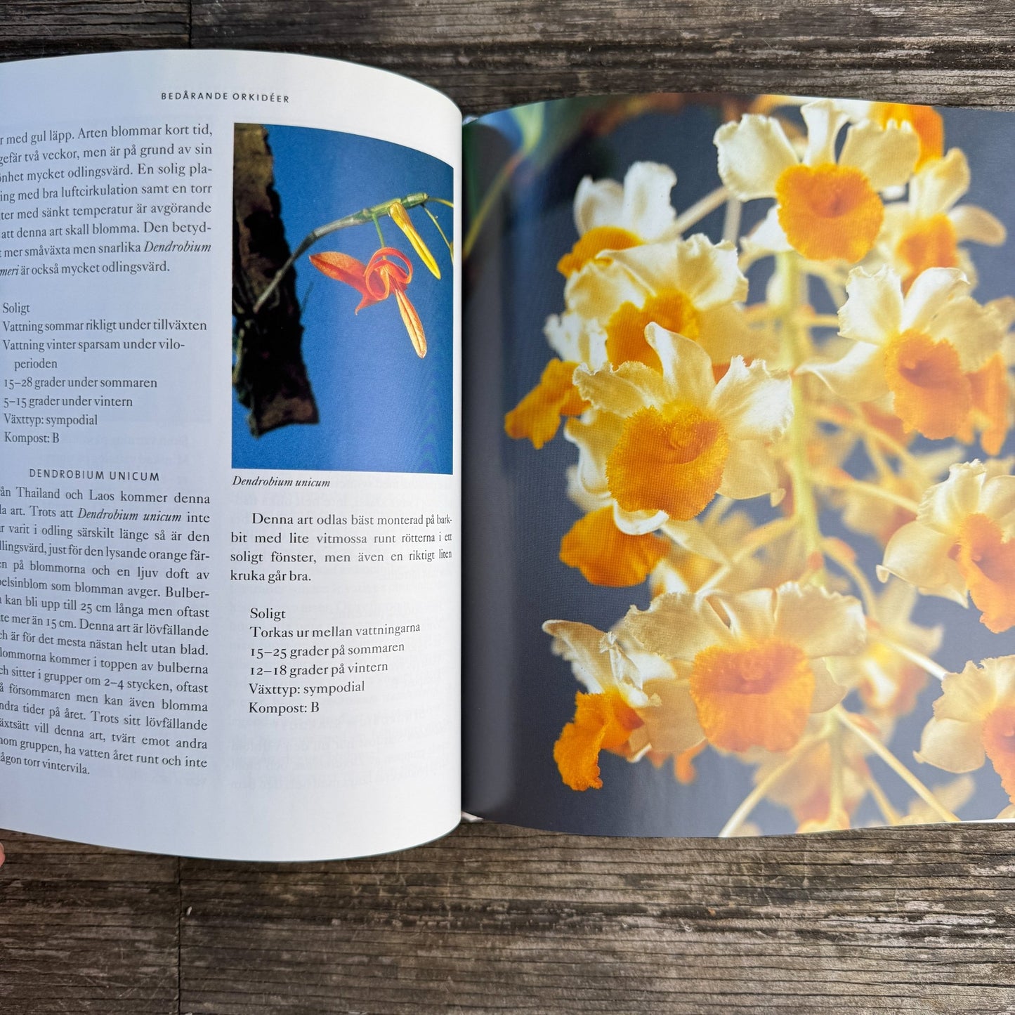 Bedårande Orkidéer, Swedish Orchid Guide, 2002 Hardcover - Pretty Old Books