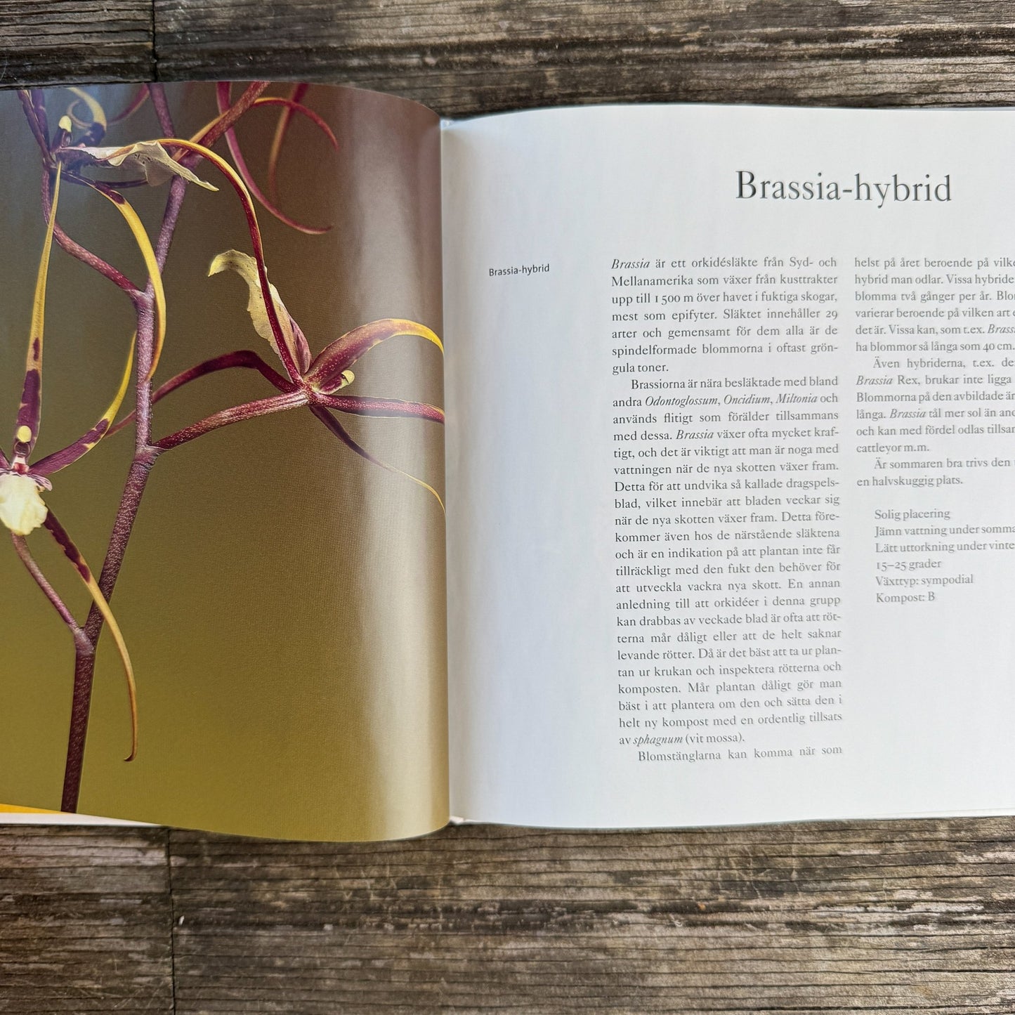 Bedårande Orkidéer, Swedish Orchid Guide, 2002 Hardcover - Pretty Old Books