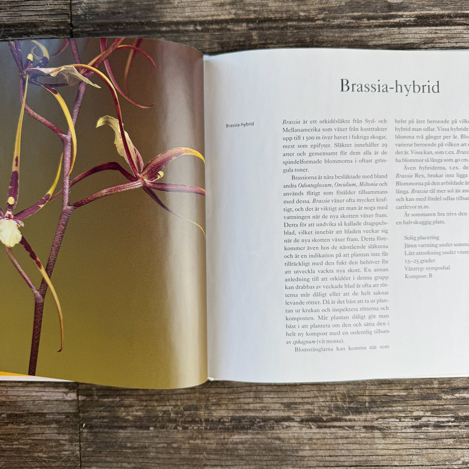 Bedårande Orkidéer, Swedish Orchid Guide, 2002 Hardcover - Pretty Old Books