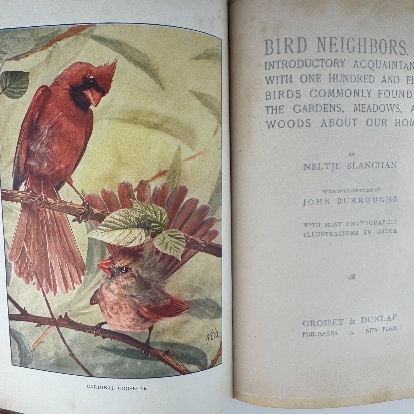 Bird Neighbors, Neltje Blanchan, 1904 Hardcover - Pretty Old Books