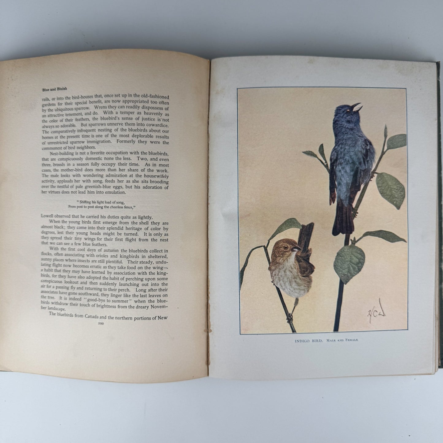 Bird Neighbors, Neltje Blanchan, 1904 Hardcover - Pretty Old Books