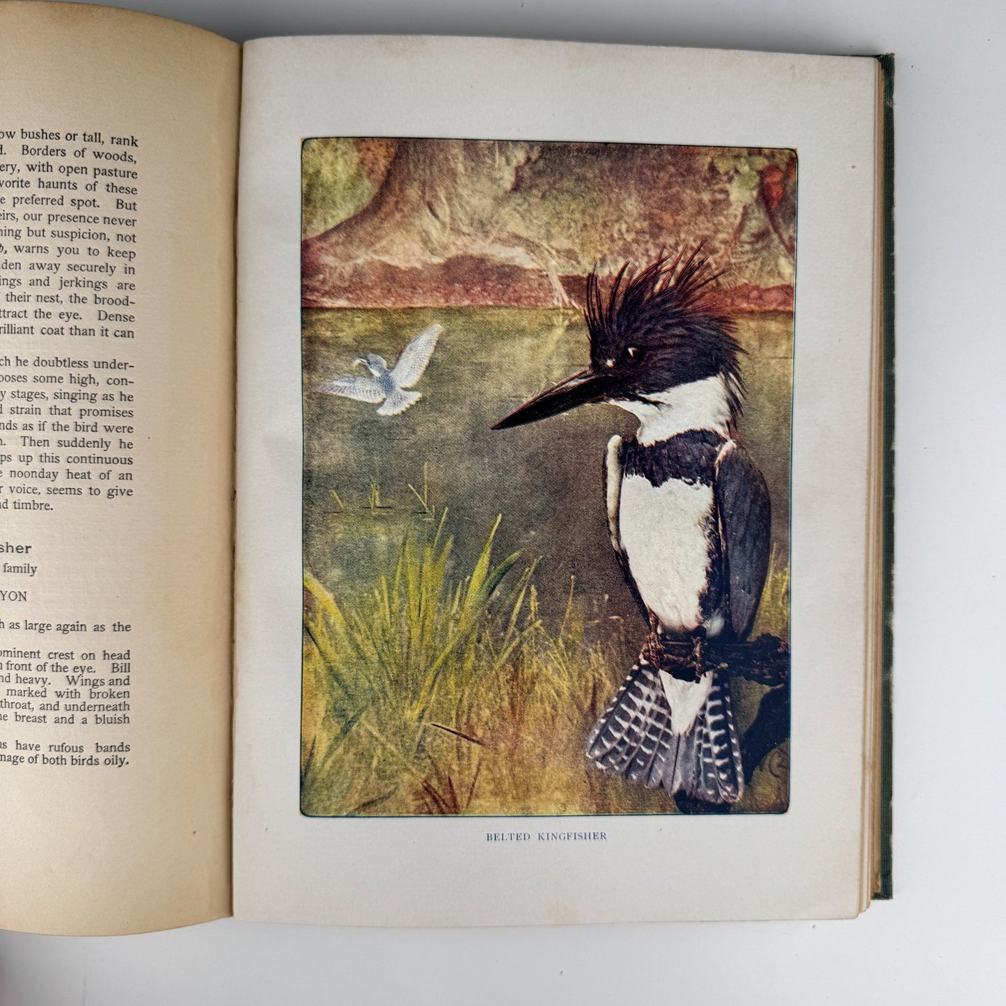 Bird Neighbors, Neltje Blanchan, 1904 Hardcover - Pretty Old Books