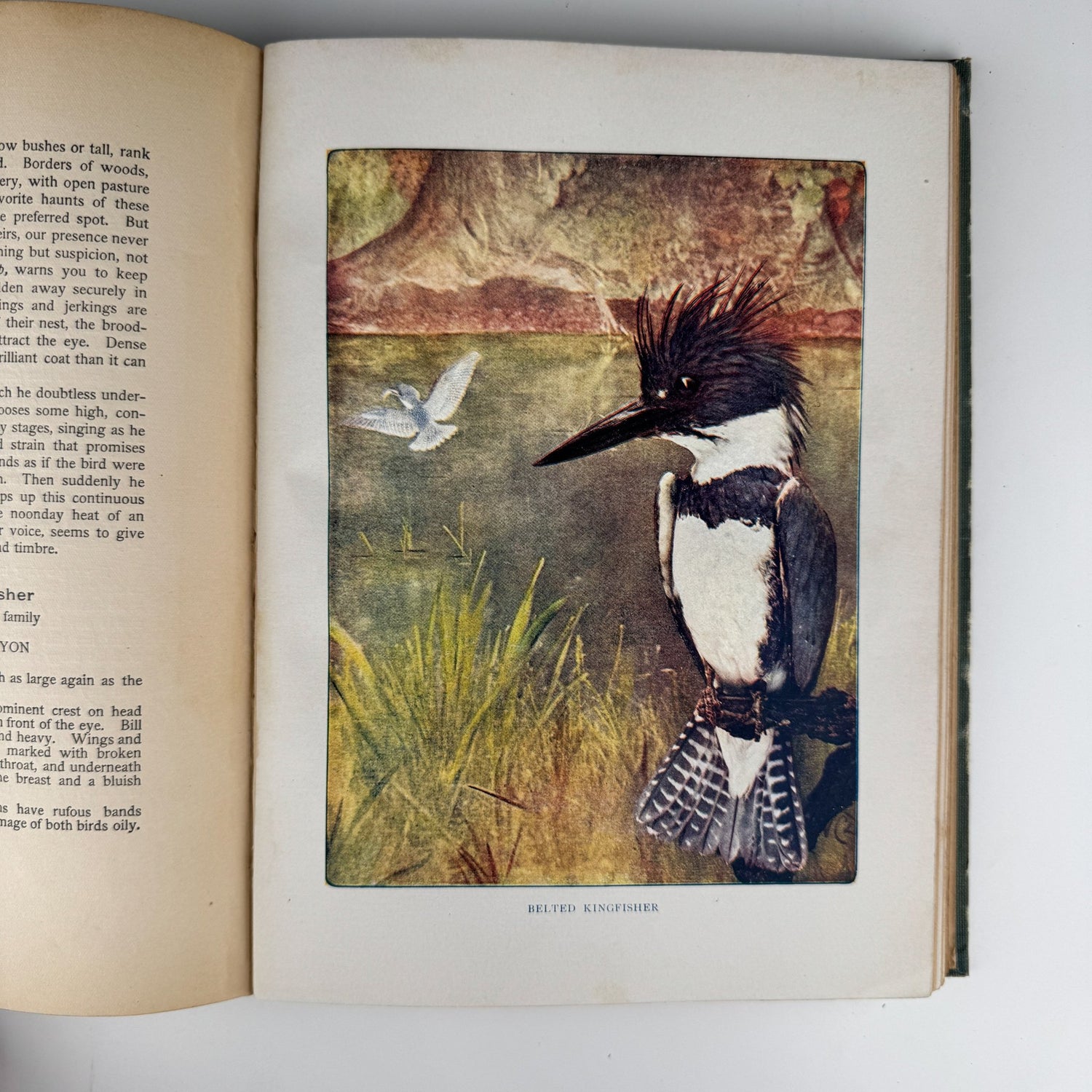 Bird Neighbors, Neltje Blanchan, 1904 Hardcover - Pretty Old Books