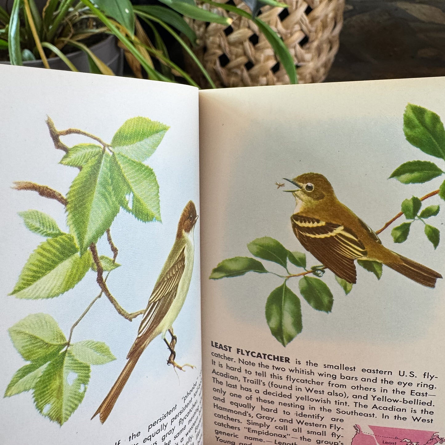 Birds, A Golden Guide, 1956 - Pretty Old Books