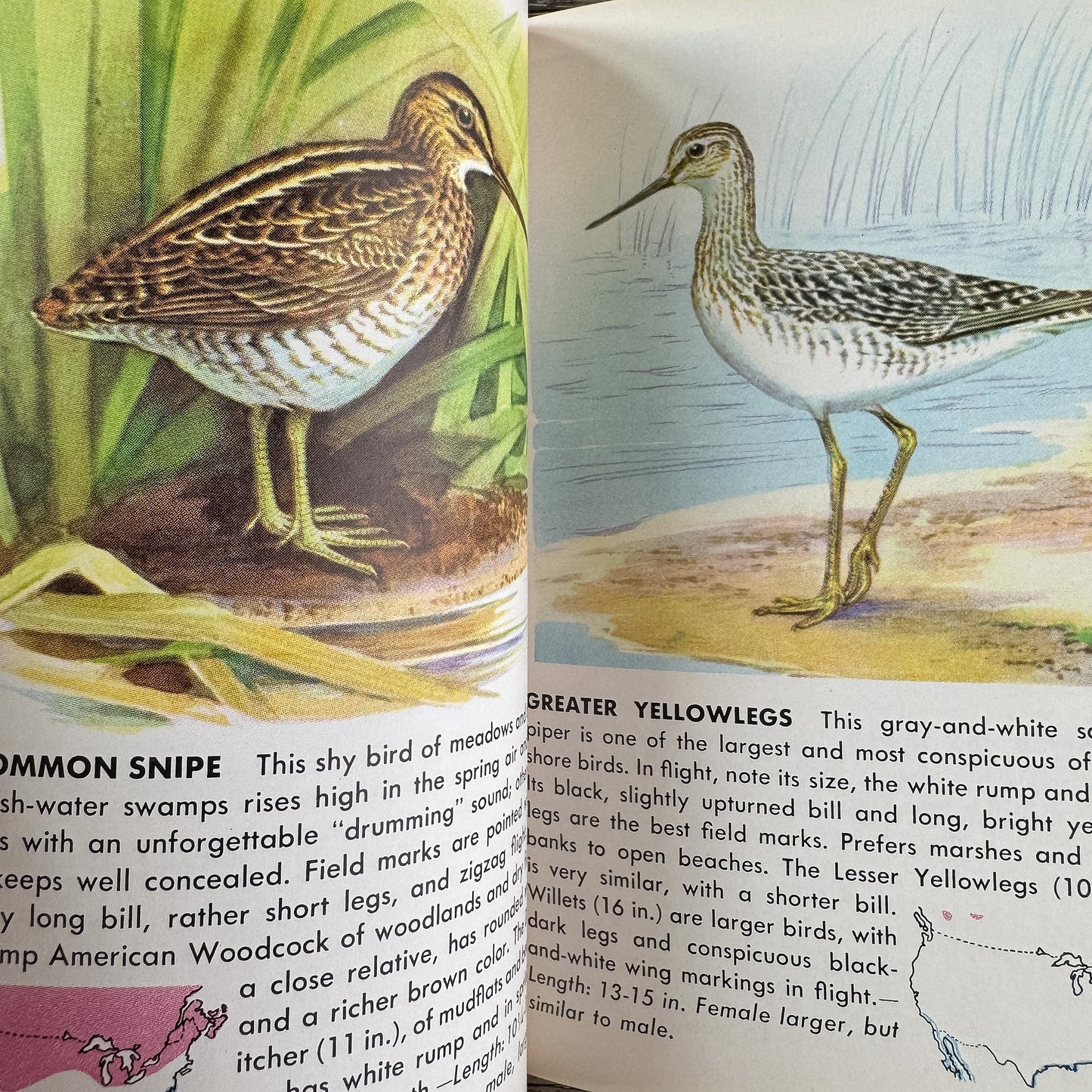 Birds, A Golden Guide, 1956 - Pretty Old Books