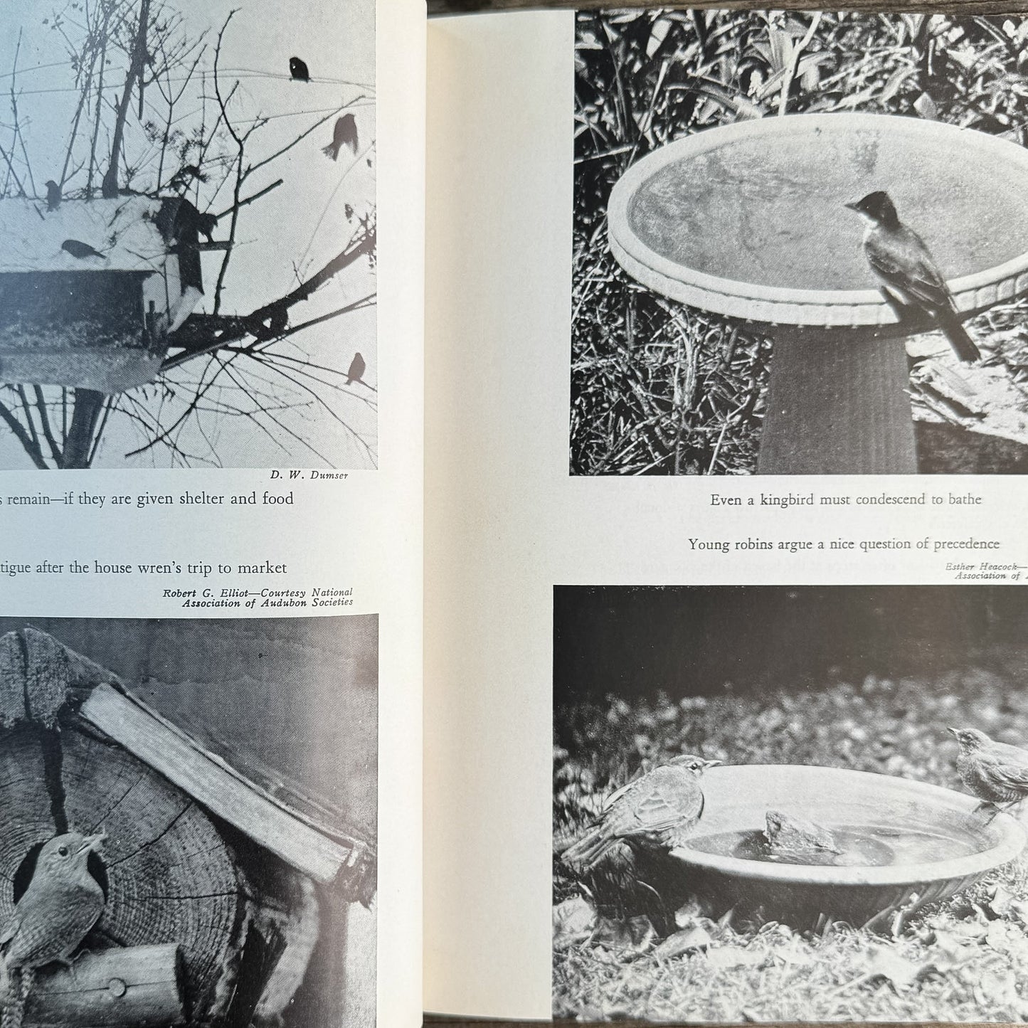 Birds in the Garden and How to Attract Them, Margaret McKenny, 1971 Printing - Pretty Old Books