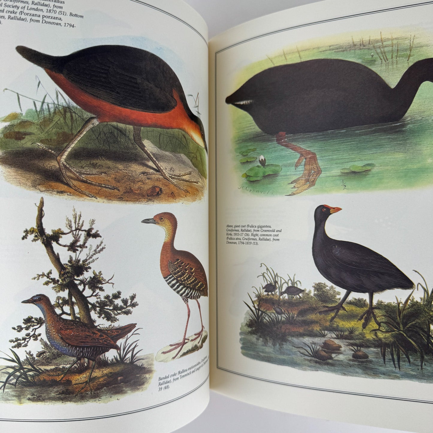 Birds of the World As Painted by 19th Century Artists, Hiroshi Aramata, 1989 - Pretty Old Books