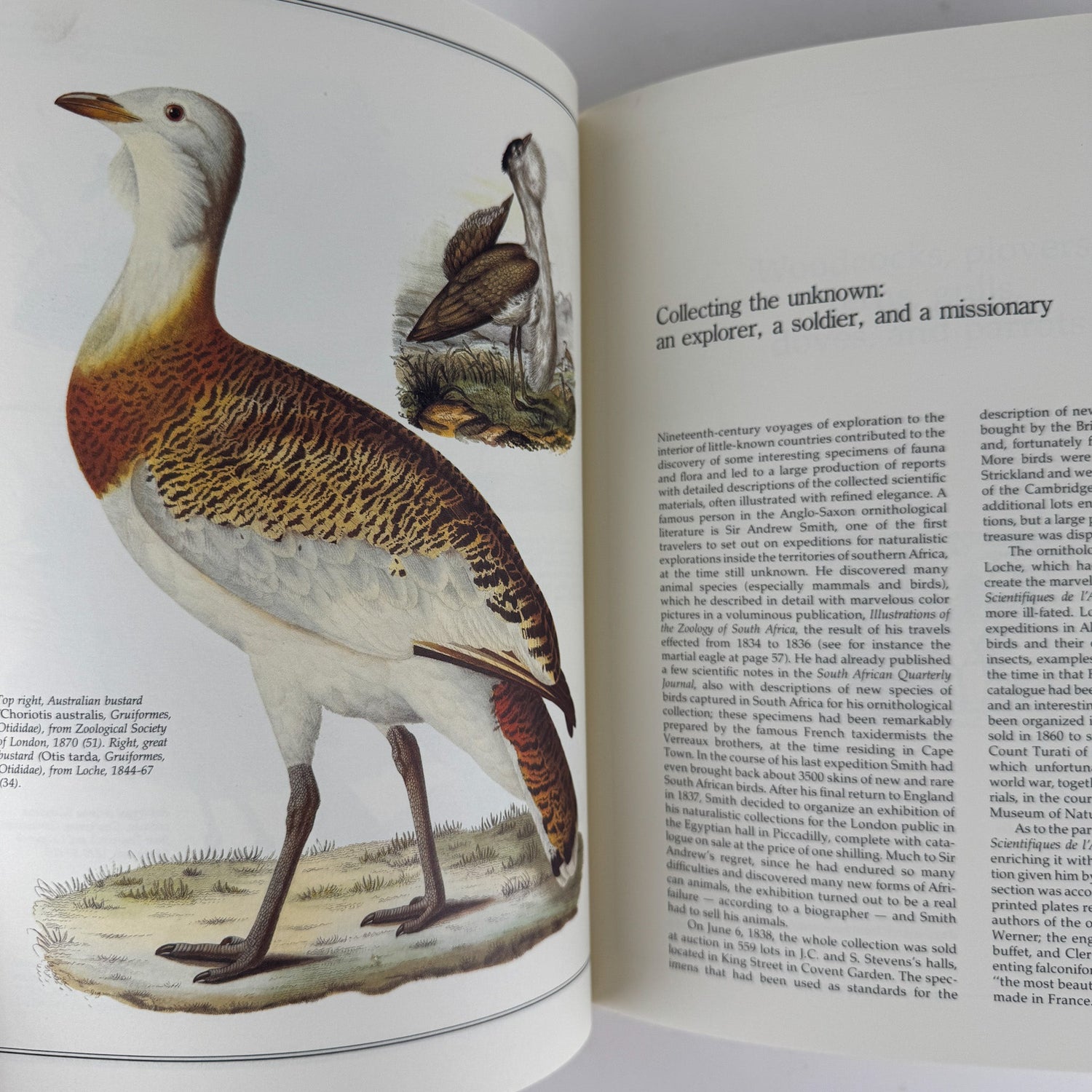 Birds of the World As Painted by 19th Century Artists, Hiroshi Aramata, 1989 - Pretty Old Books
