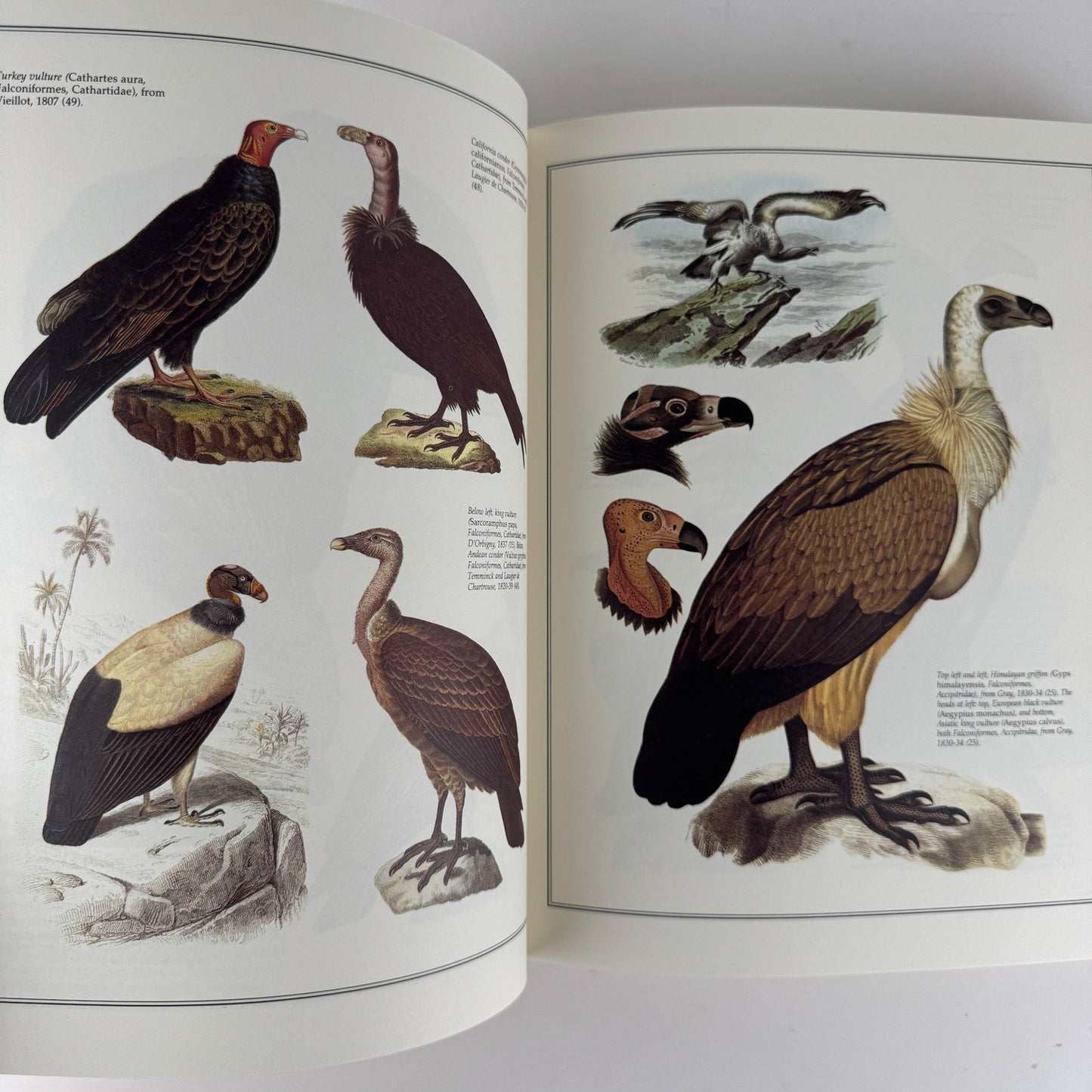 Birds of the World As Painted by 19th Century Artists, Hiroshi Aramata, 1989 - Pretty Old Books