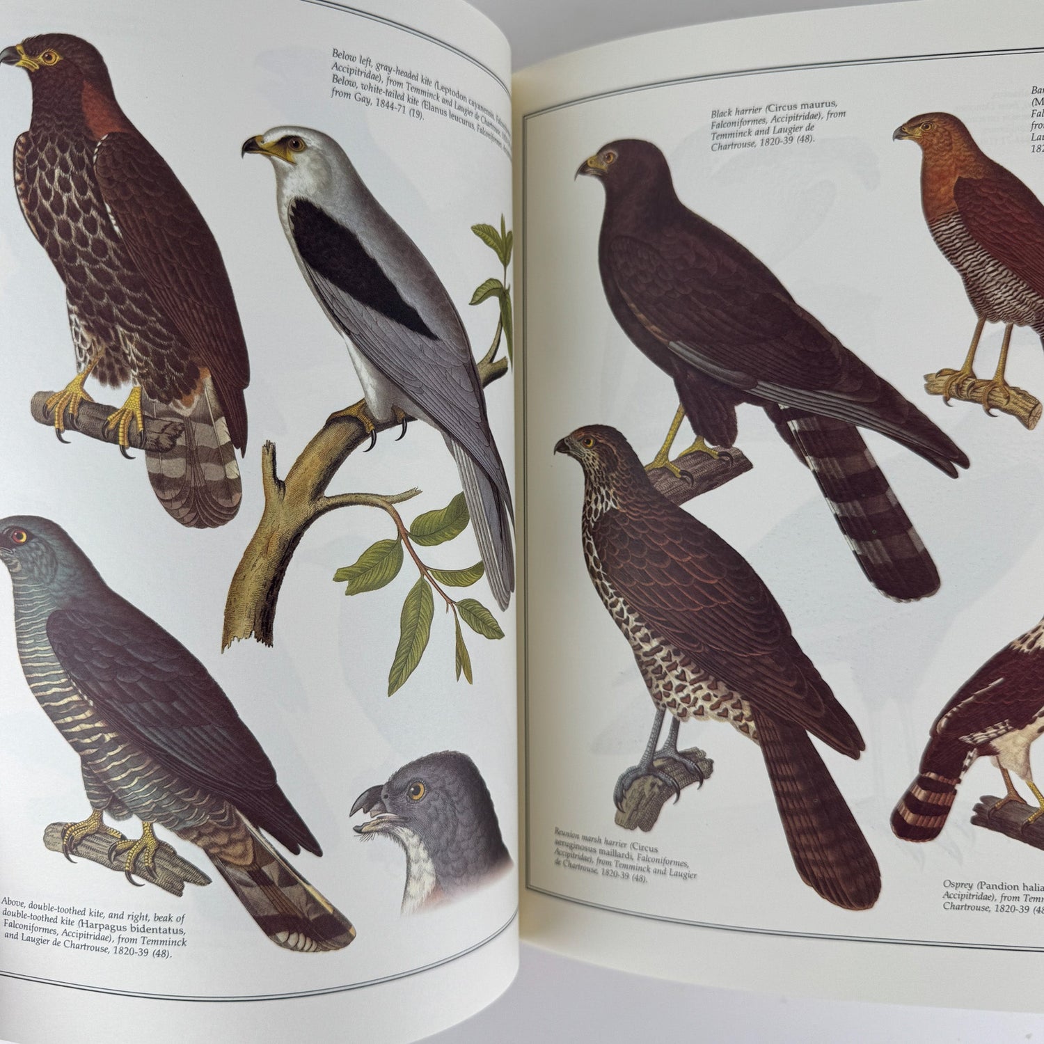 Birds of the World As Painted by 19th Century Artists, Hiroshi Aramata, 1989 - Pretty Old Books