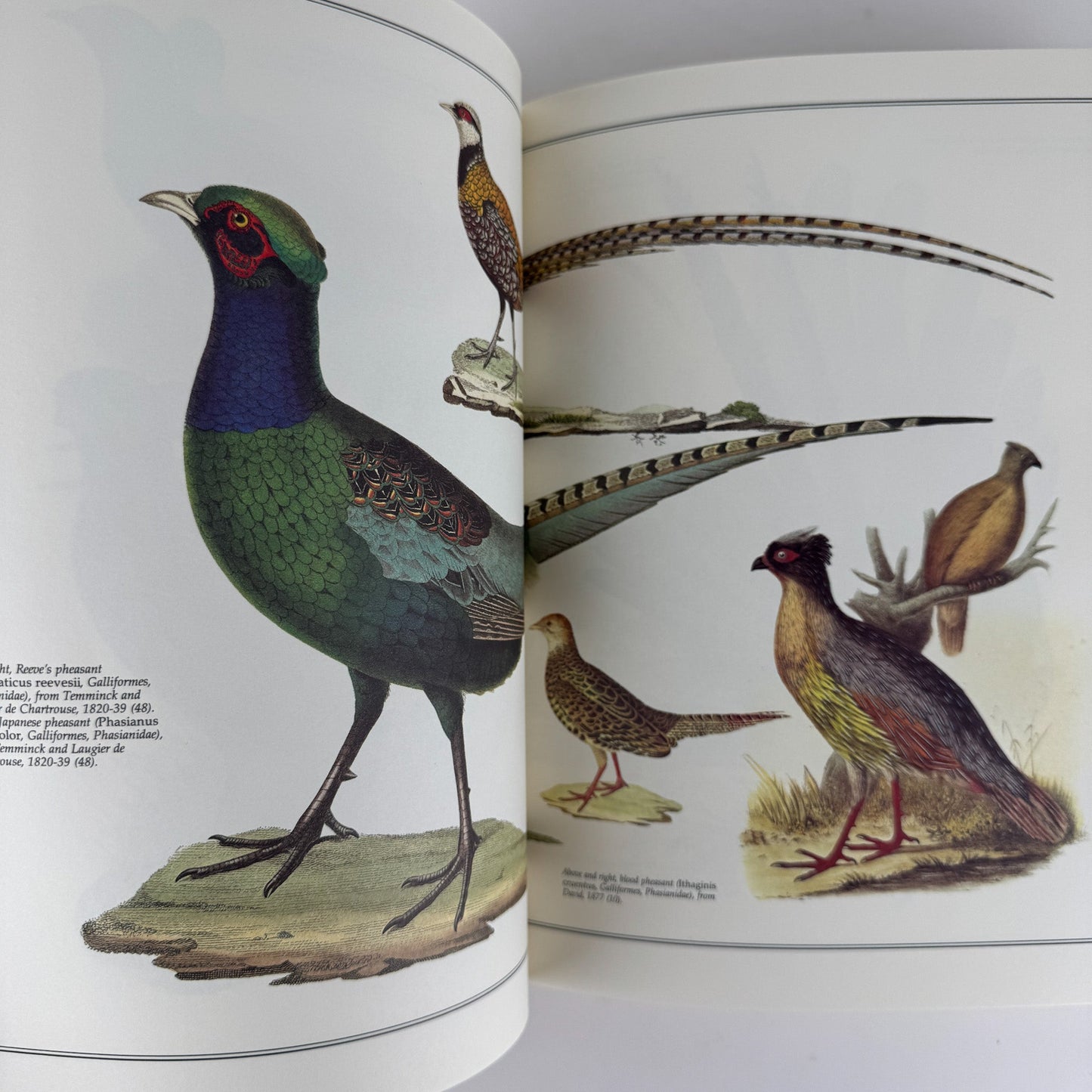 Birds of the World As Painted by 19th Century Artists, Hiroshi Aramata, 1989 - Pretty Old Books