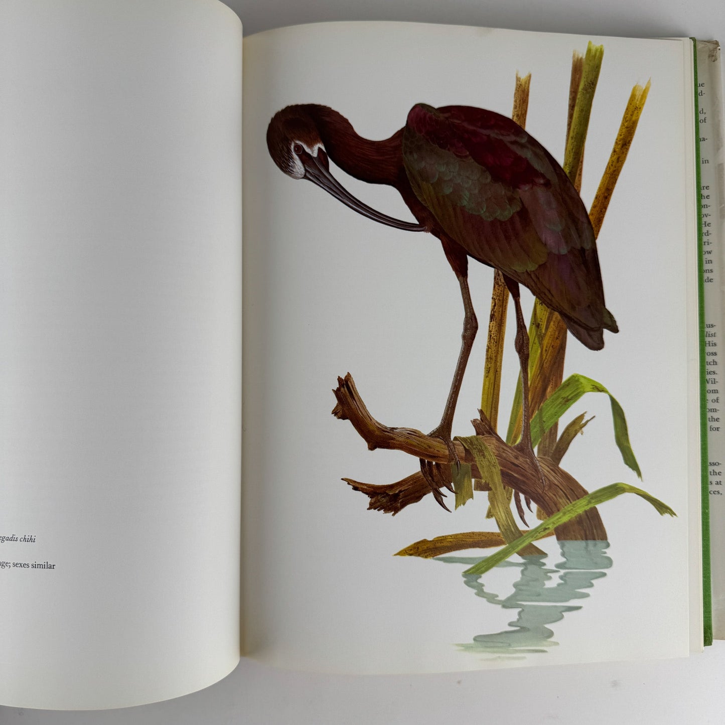 Birds of Western North America, 1974, 1st Edition, Stunning Full - Page Paintings - Pretty Old Books