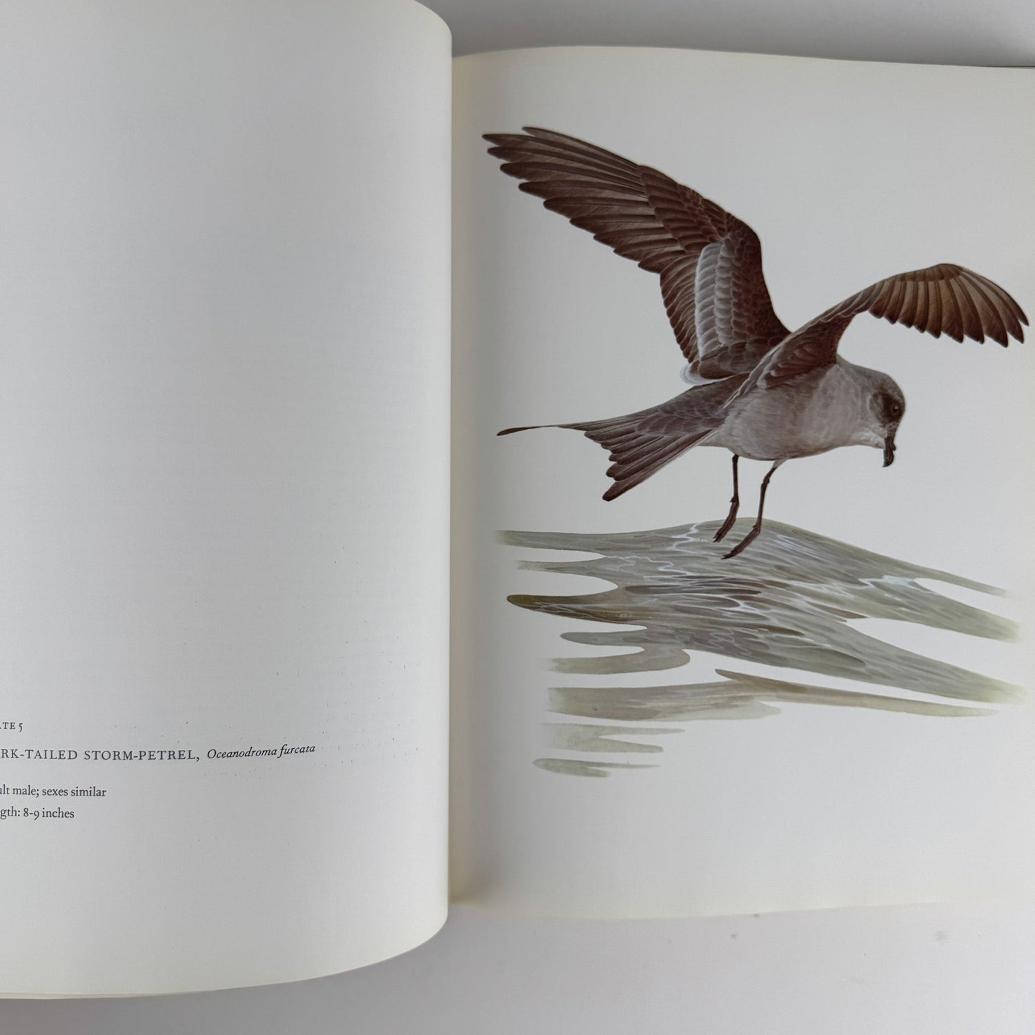 Birds of Western North America, 1974, 1st Edition, Stunning Full - Page Paintings - Pretty Old Books