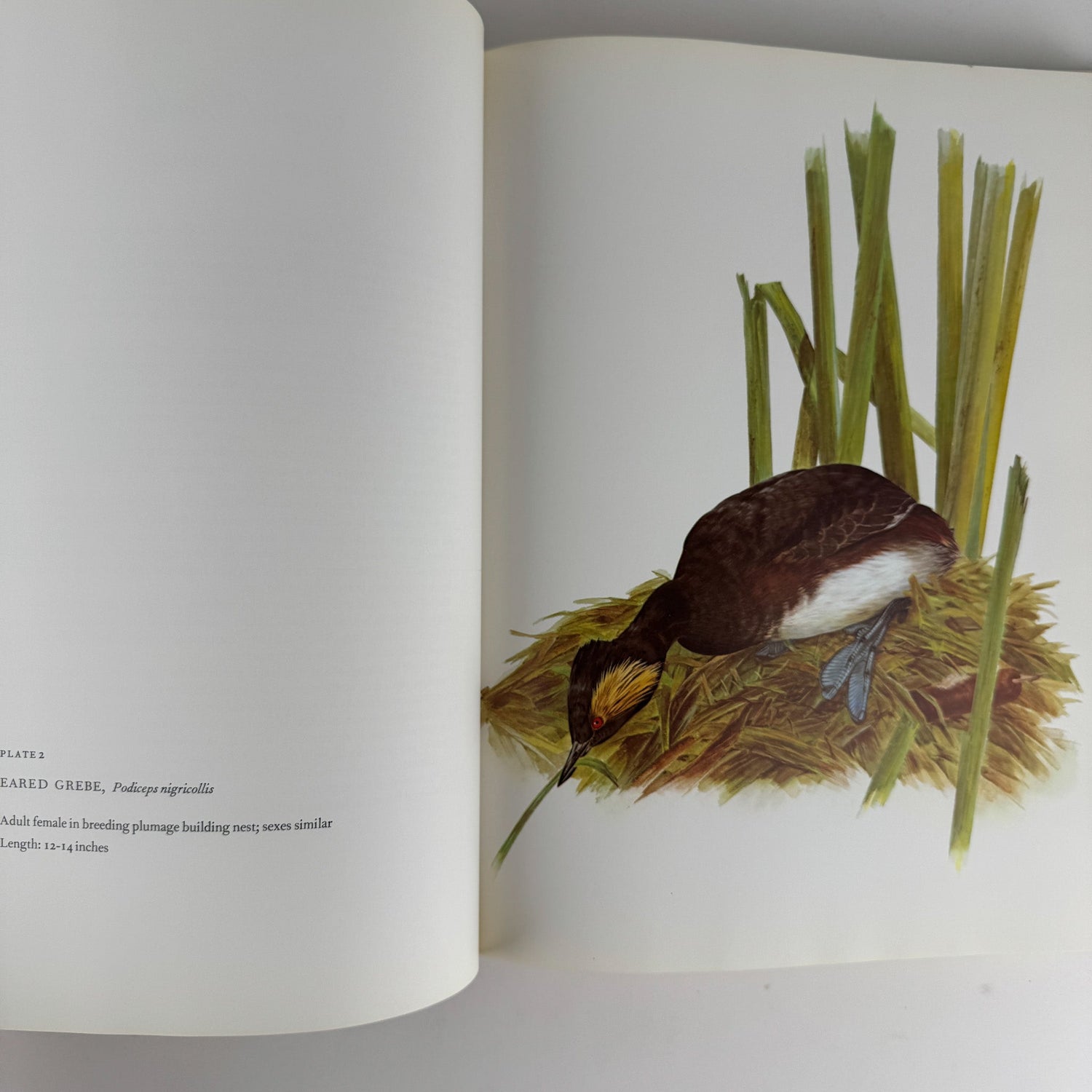 Birds of Western North America, 1974, 1st Edition, Stunning Full - Page Paintings - Pretty Old Books