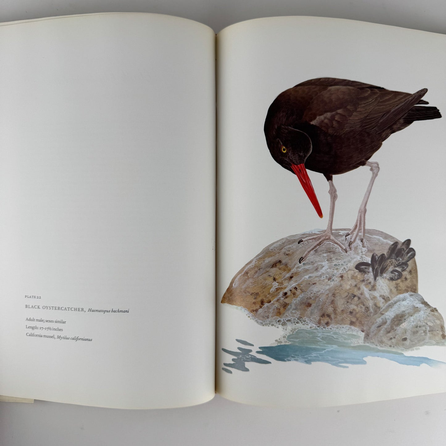 Birds of Western North America, 1974, 1st Edition, Stunning Full - Page Paintings - Pretty Old Books