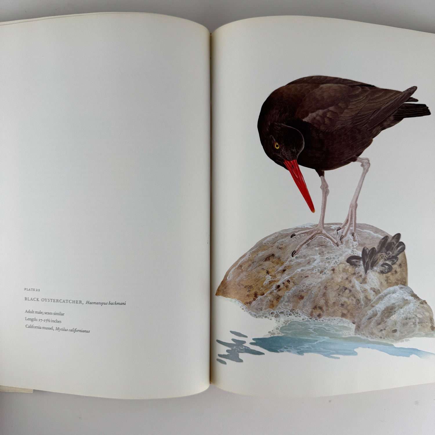 Birds of Western North America, 1974, 1st Edition, Stunning Full - Page Paintings - Pretty Old Books