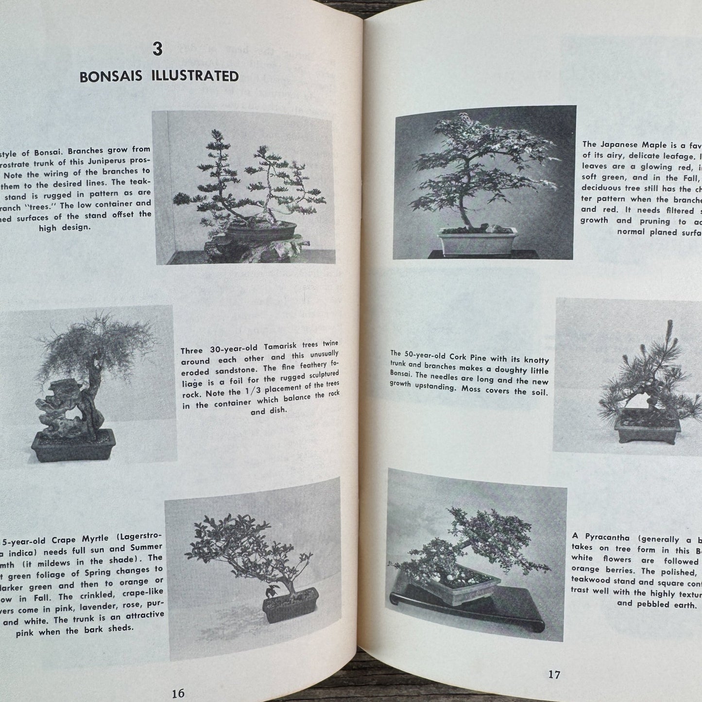 Bonsai, Mid Century Paperback, 1961 - Pretty Old Books