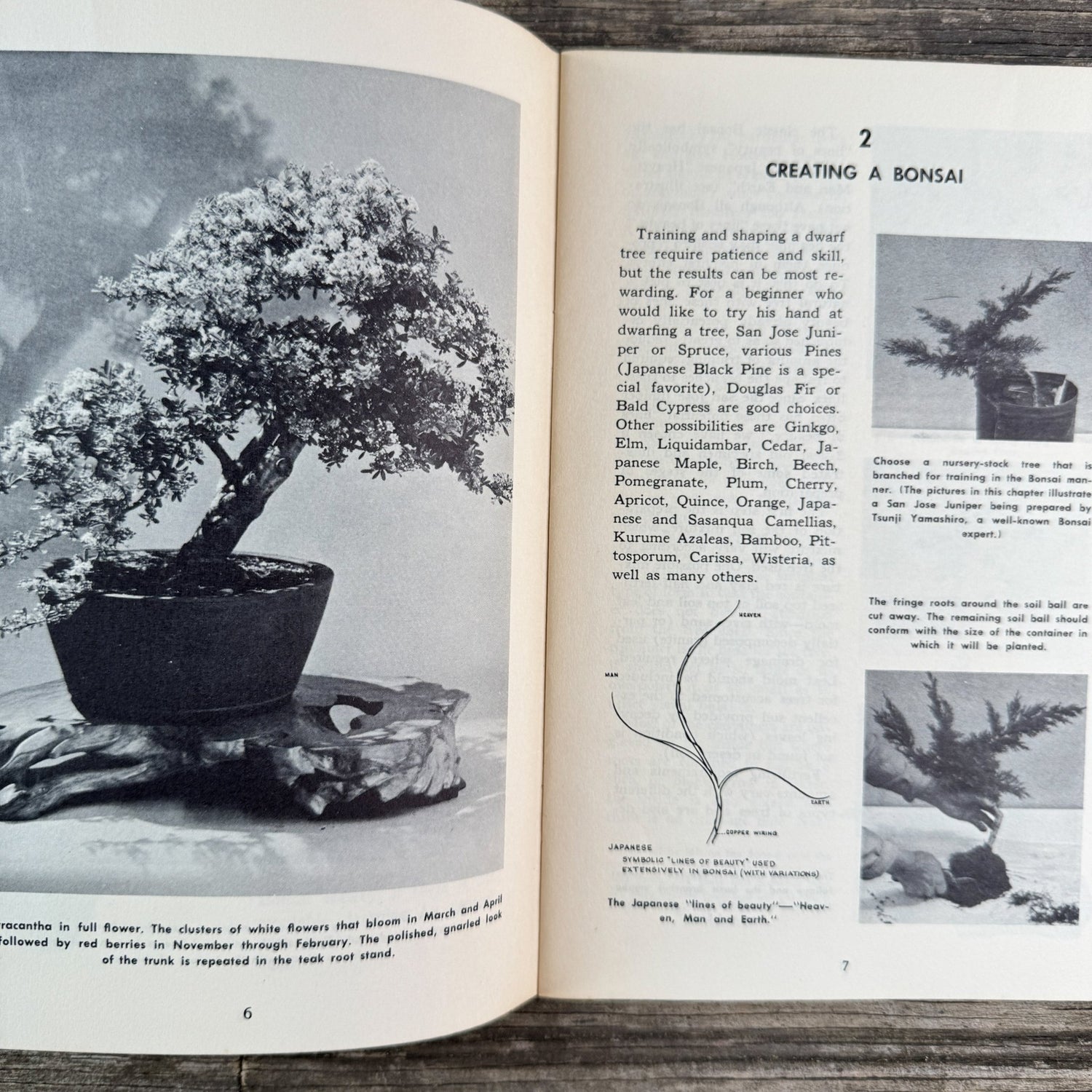 Bonsai, Mid Century Paperback, 1961 - Pretty Old Books