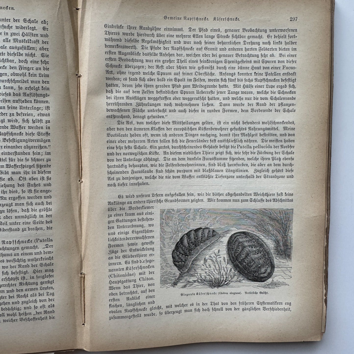 Brehm’s Life of Animals: A General Account of the Animal Kingdom, 1884 - Pretty Old Books