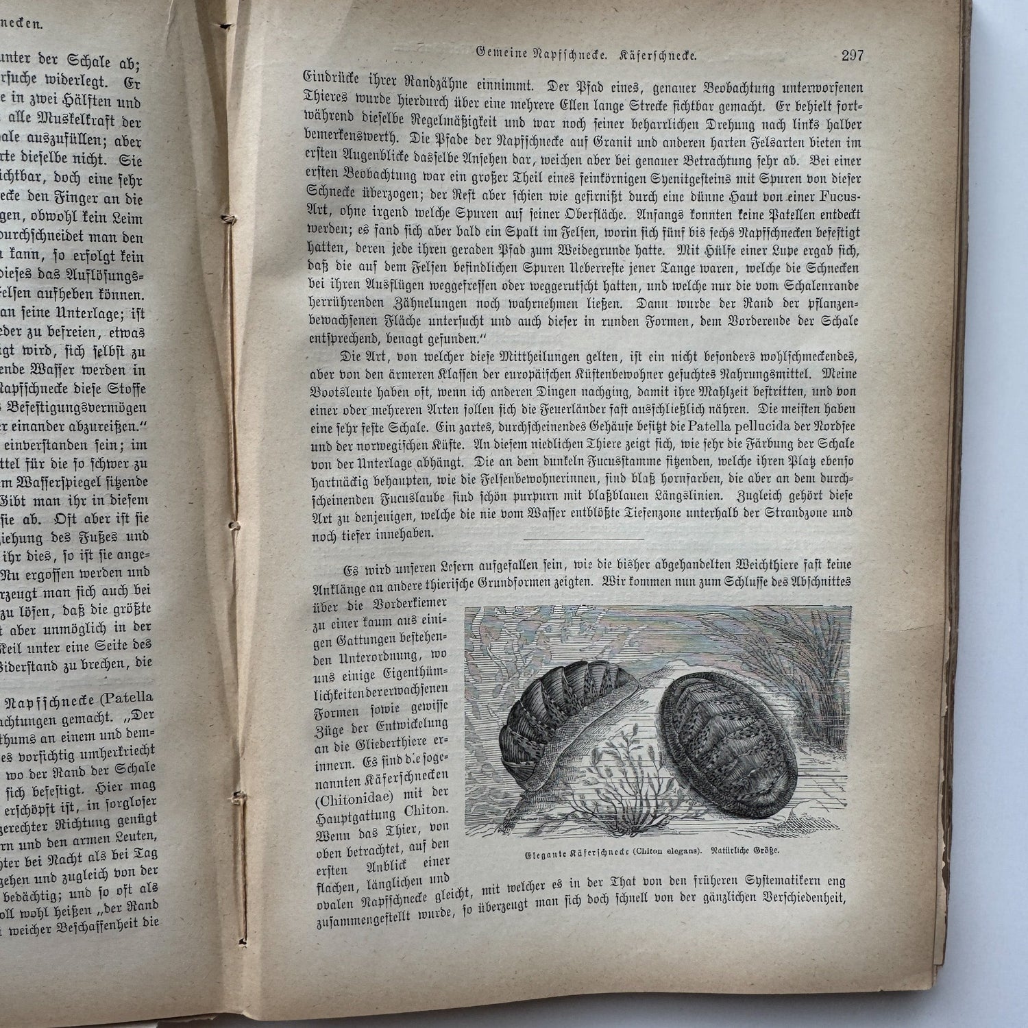 Brehm’s Life of Animals: A General Account of the Animal Kingdom, 1884 - Pretty Old Books