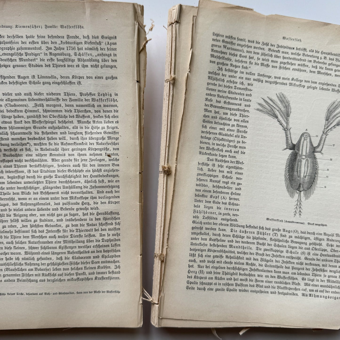 Brehm’s Life of Animals: A General Account of the Animal Kingdom, 1884 - Pretty Old Books