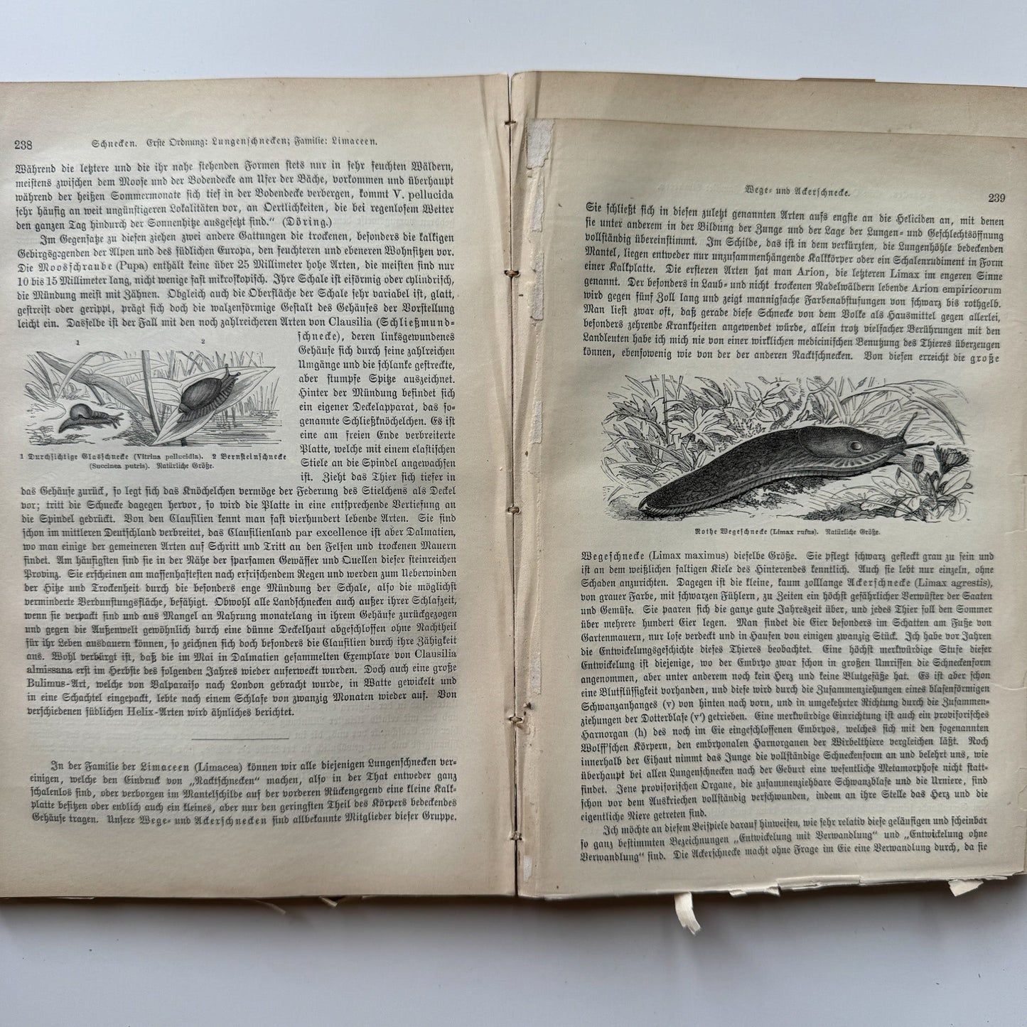 Brehm’s Life of Animals: A General Account of the Animal Kingdom, 1884 - Pretty Old Books