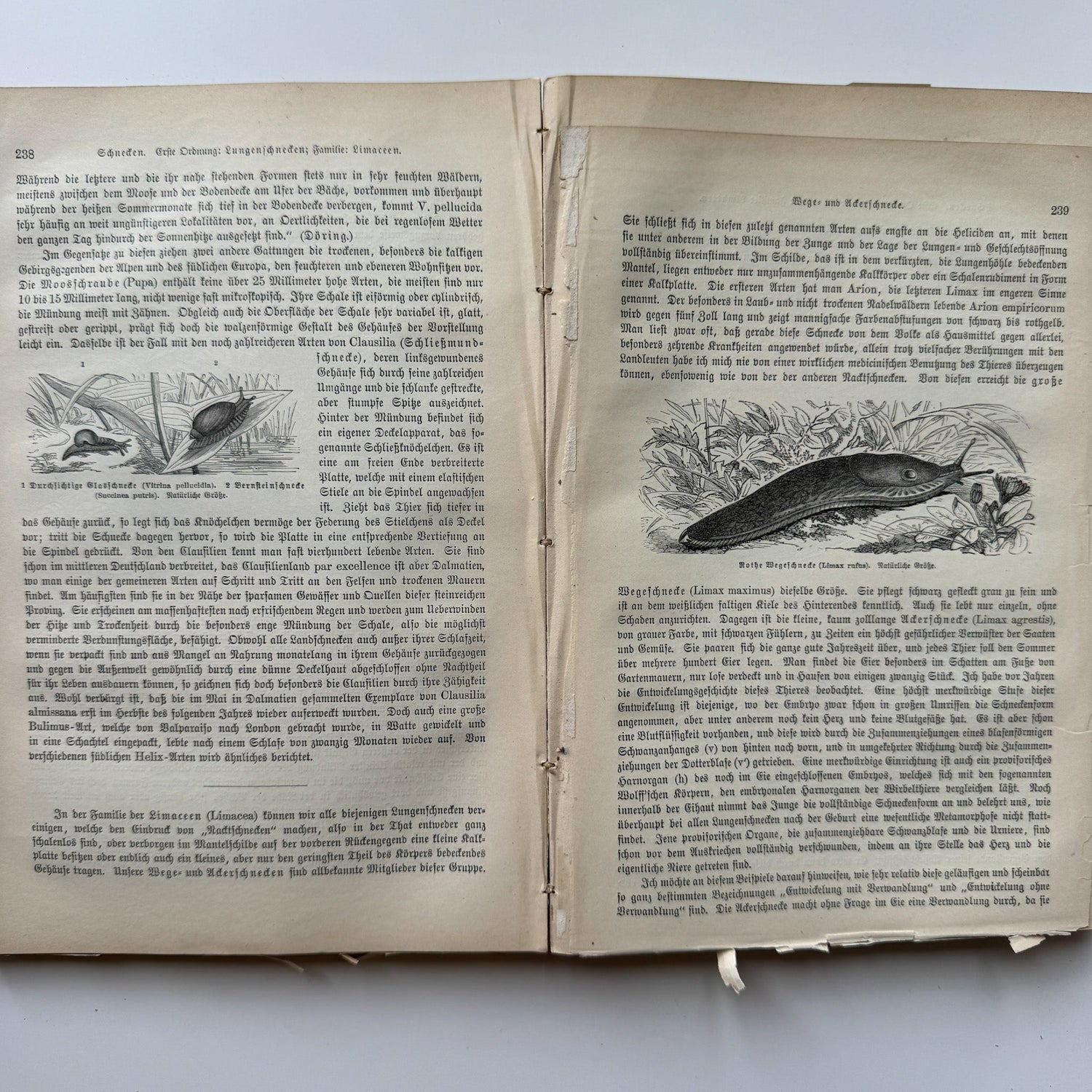 Brehm’s Life of Animals: A General Account of the Animal Kingdom, 1884 - Pretty Old Books