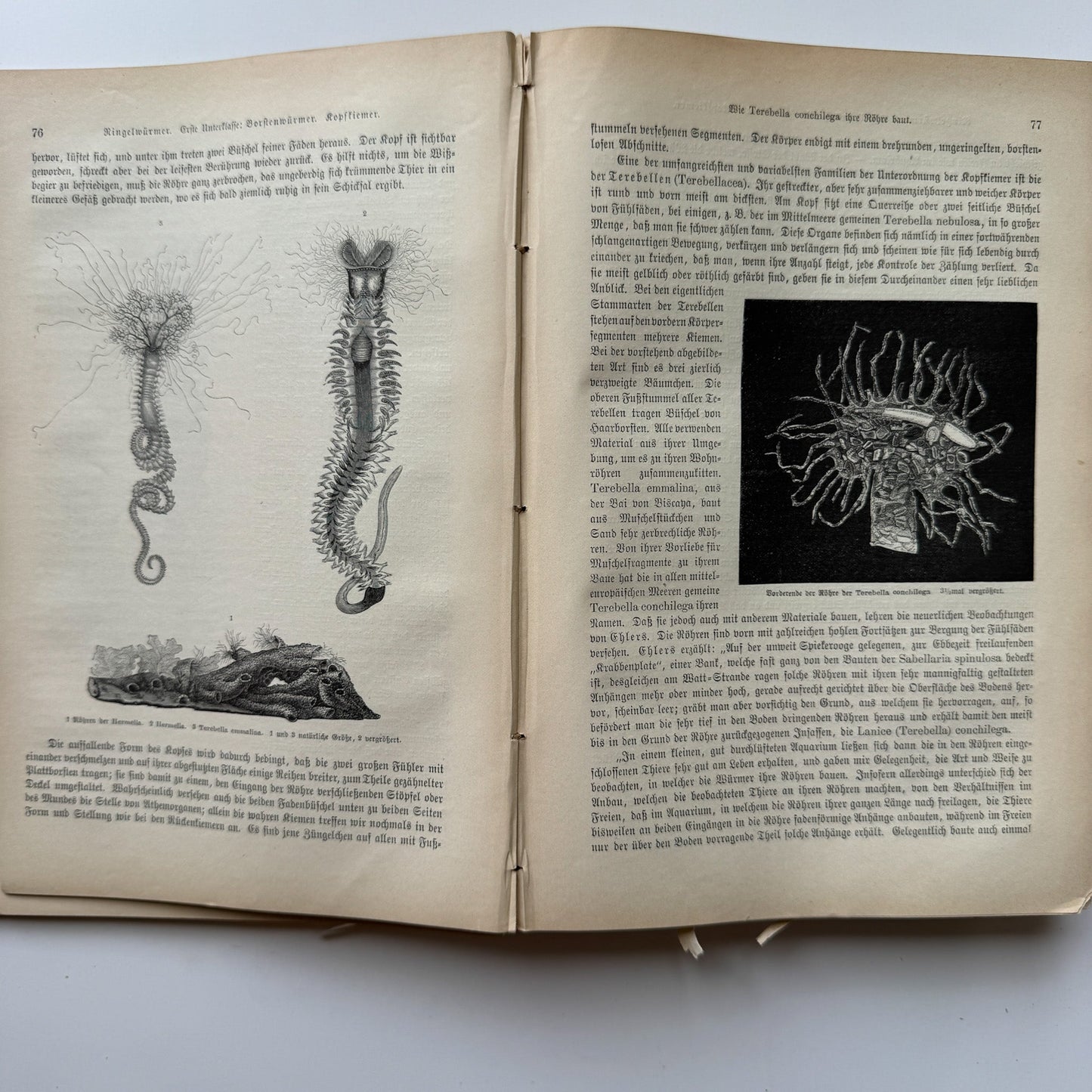 Brehm’s Life of Animals: A General Account of the Animal Kingdom, 1884 - Pretty Old Books
