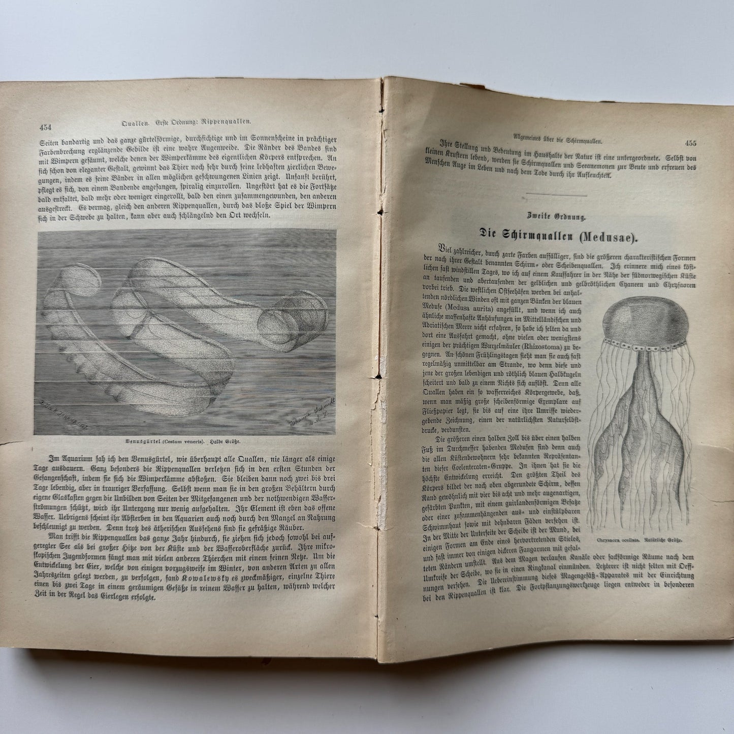 Brehm’s Life of Animals: A General Account of the Animal Kingdom, 1884 - Pretty Old Books