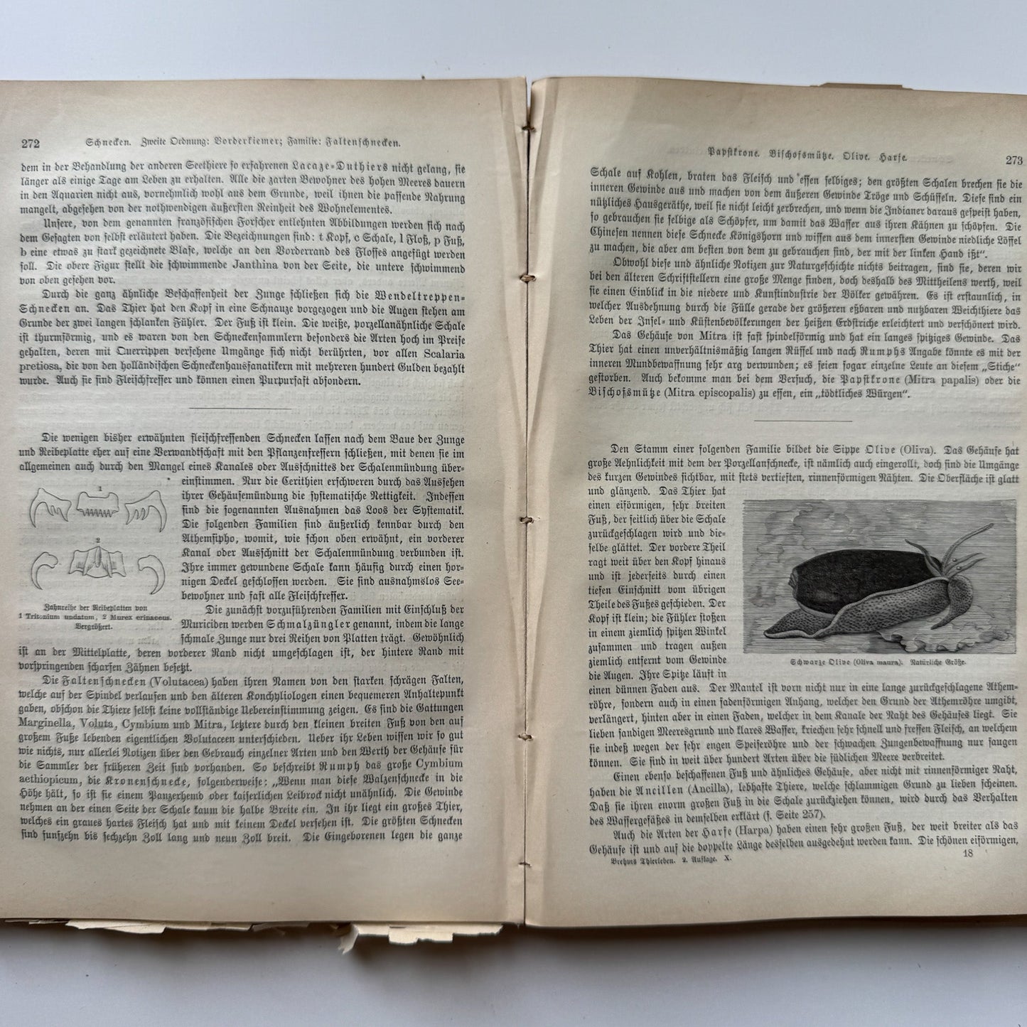 Brehm’s Life of Animals: A General Account of the Animal Kingdom, 1884 - Pretty Old Books