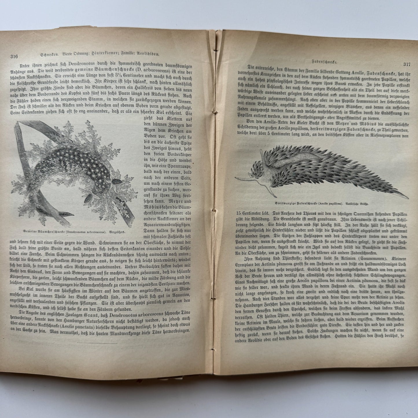 Brehm’s Life of Animals: A General Account of the Animal Kingdom, 1884 - Pretty Old Books