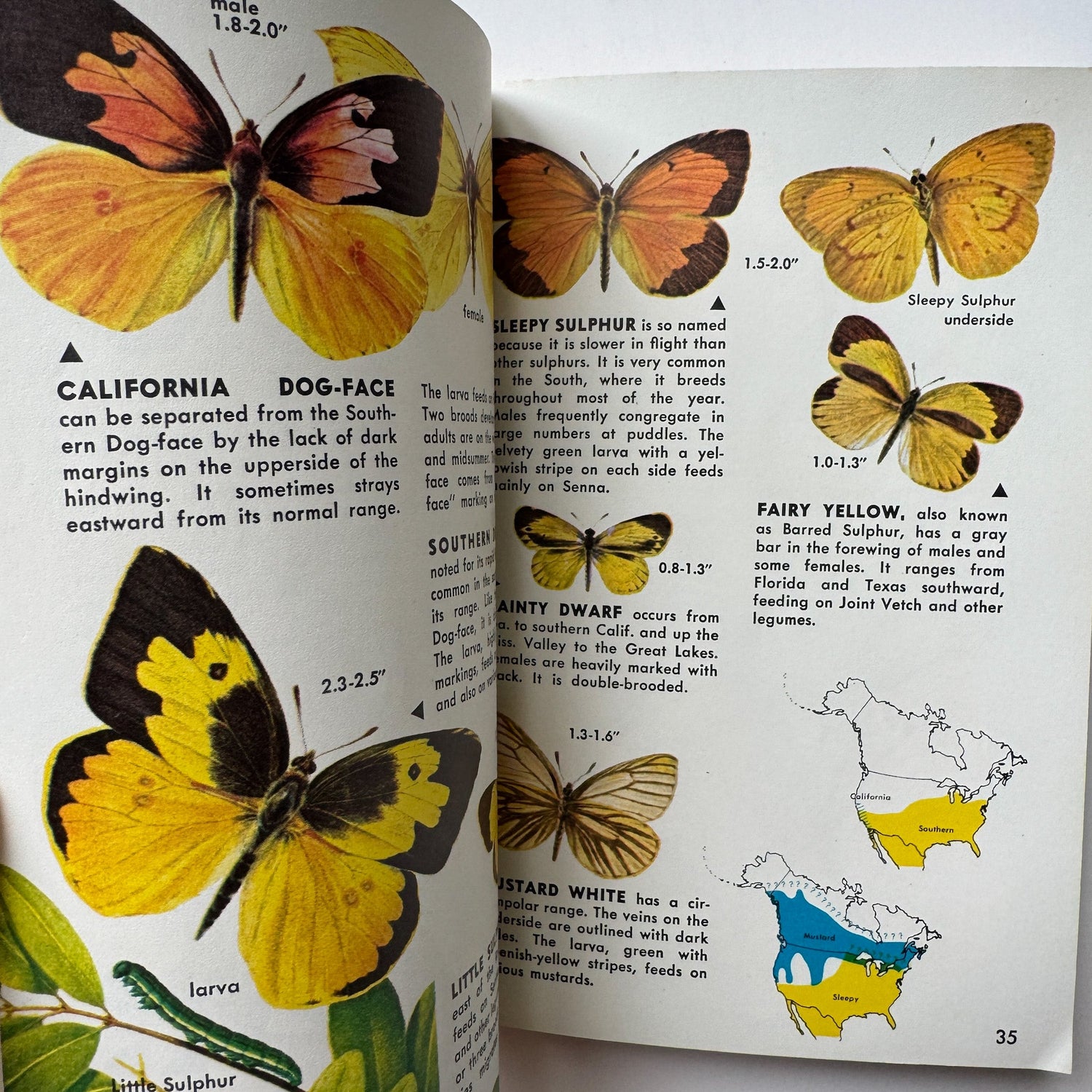 Butterflies and Moths, A Golden Nature Guide, 1964 - Pretty Old Books