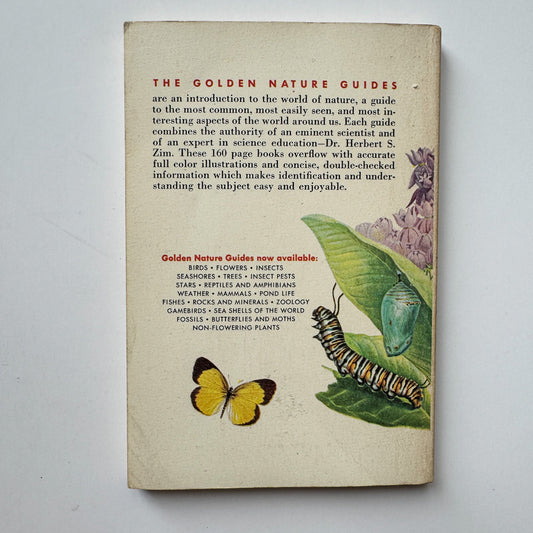 Butterflies and Moths, A Golden Nature Guide, 1964 - Pretty Old Books