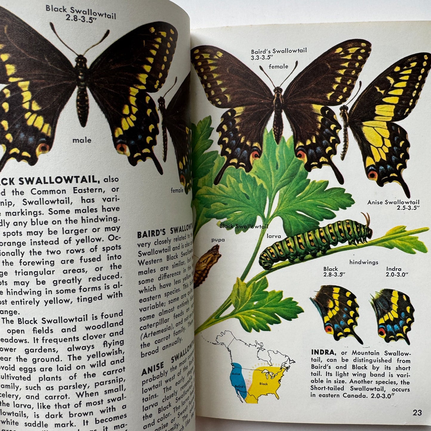 Butterflies and Moths, A Golden Nature Guide, 1964 - Pretty Old Books