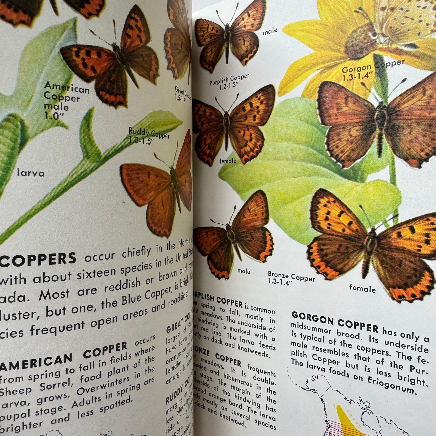 Butterflies and Moths, A Golden Nature Guide, 1964 - Pretty Old Books