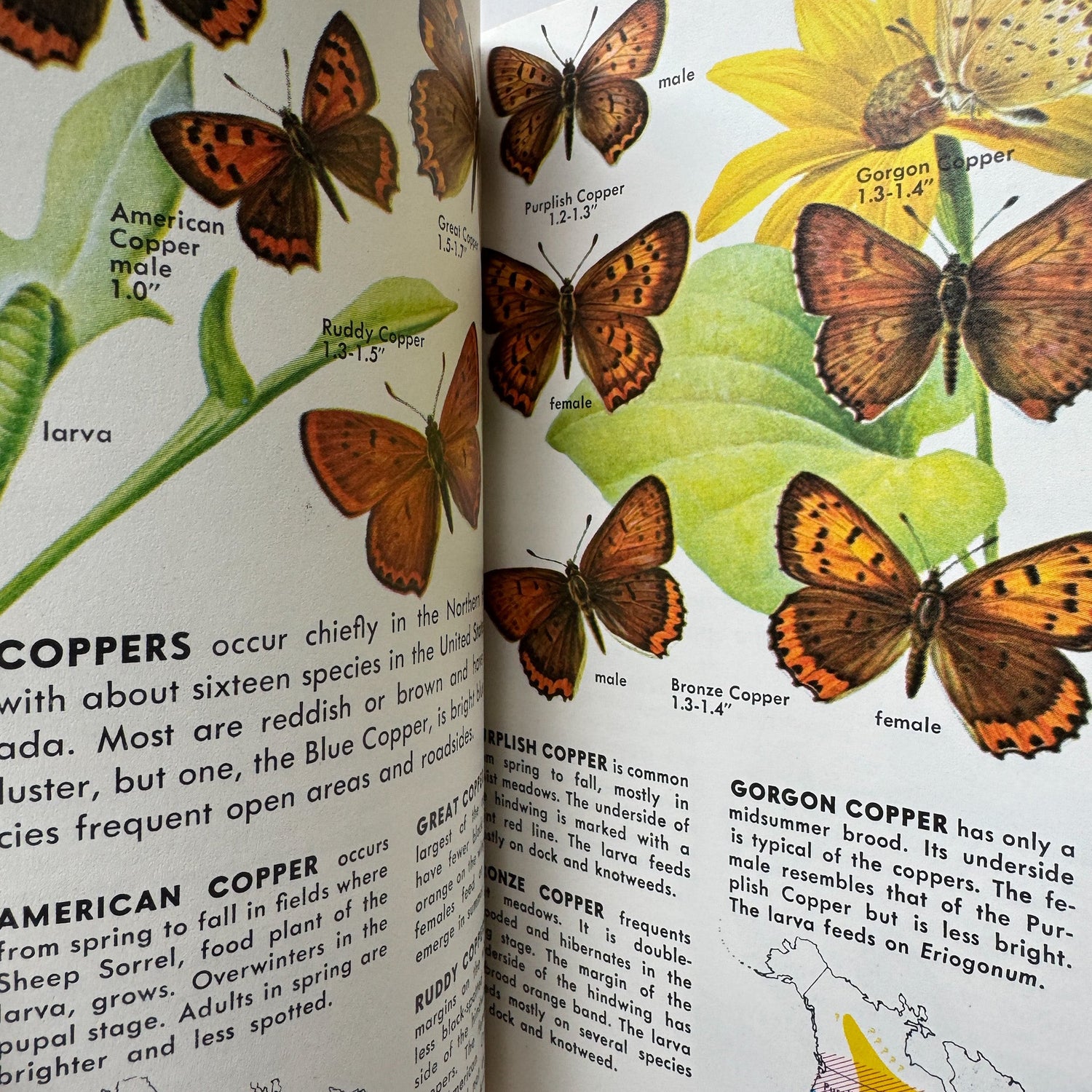 Butterflies and Moths, A Golden Nature Guide, 1964 - Pretty Old Books