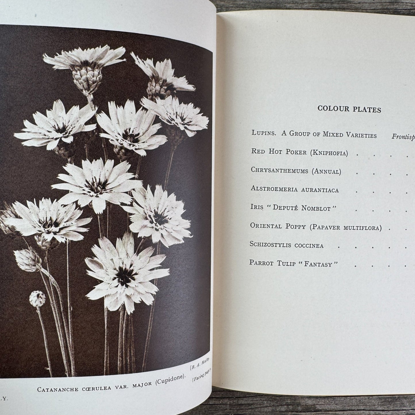 Colour All the Year in My Garden, C.H. Middleton, 1938 - Pretty Old Books