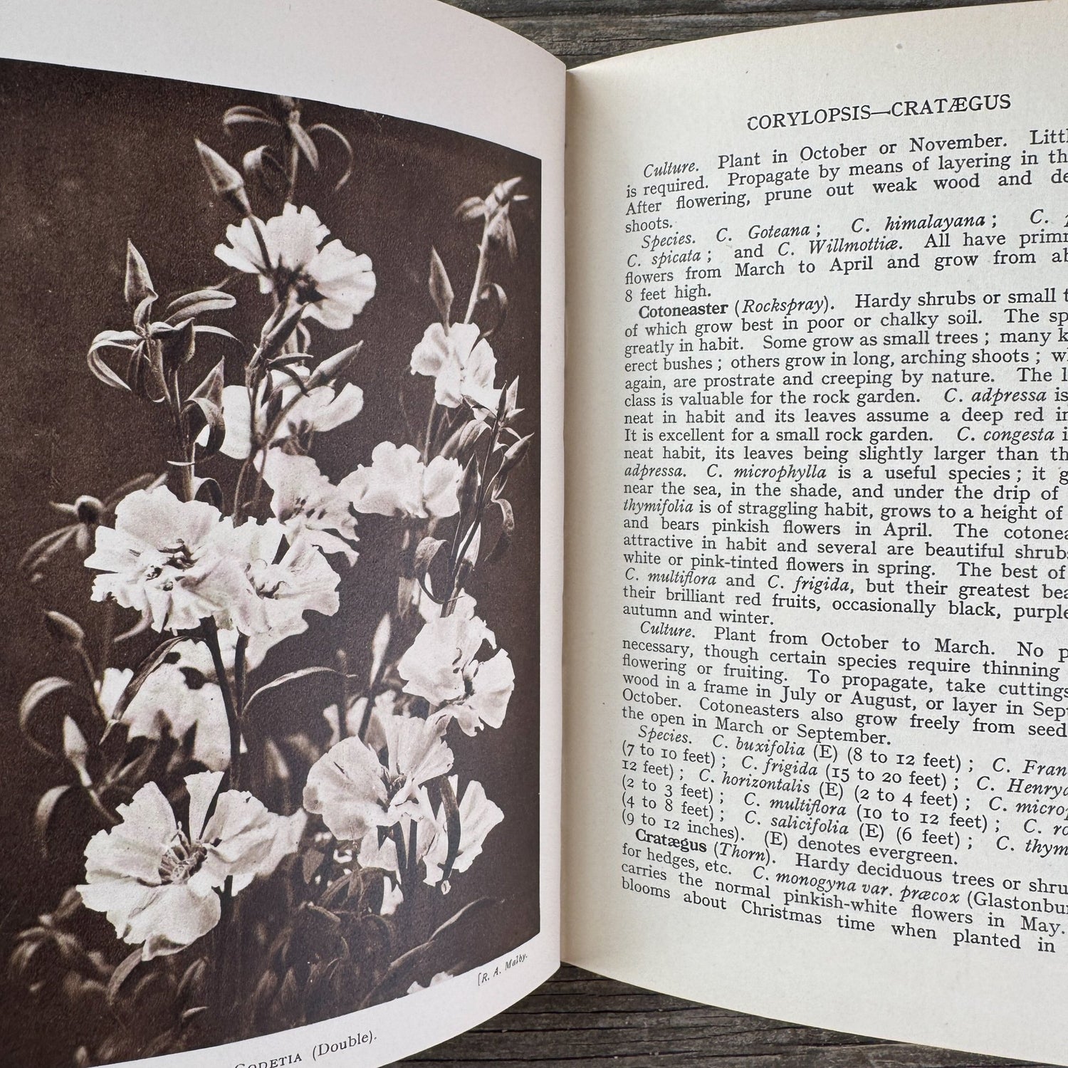 Colour All the Year in My Garden, C.H. Middleton, 1938 - Pretty Old Books