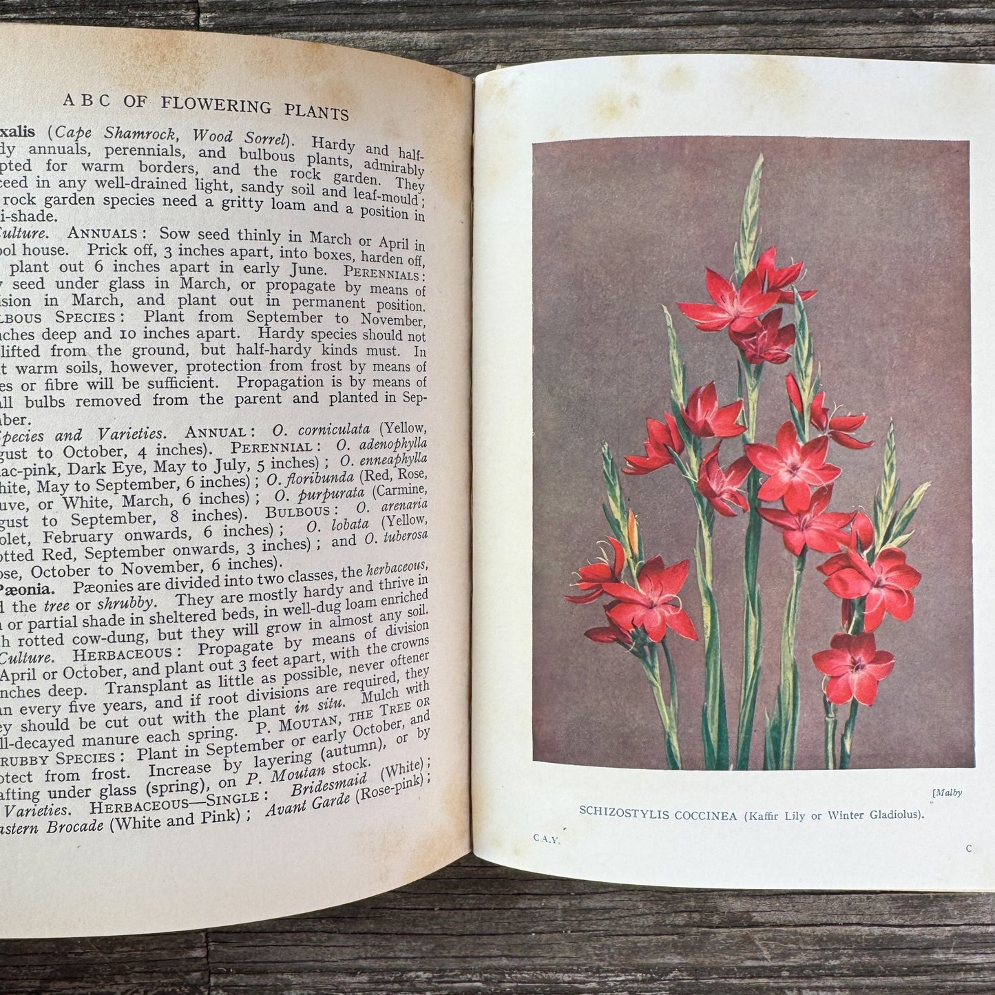 Colour All the Year in My Garden, C.H. Middleton, 1938 - Pretty Old Books