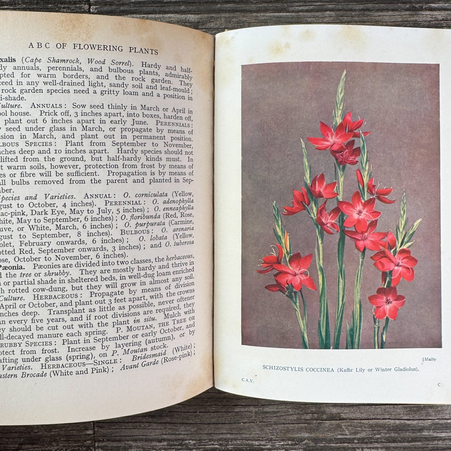 Colour All the Year in My Garden, C.H. Middleton, 1938 - Pretty Old Books