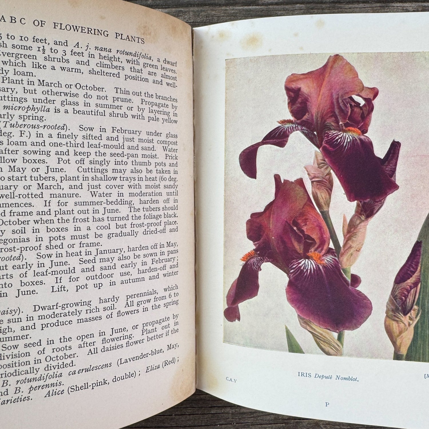 Colour All the Year in My Garden, C.H. Middleton, 1938 - Pretty Old Books