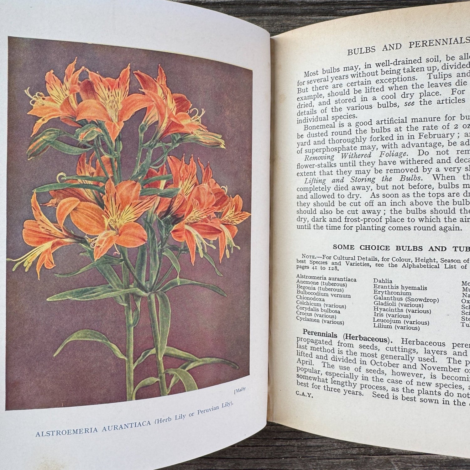 Colour All the Year in My Garden, C.H. Middleton, 1938 - Pretty Old Books