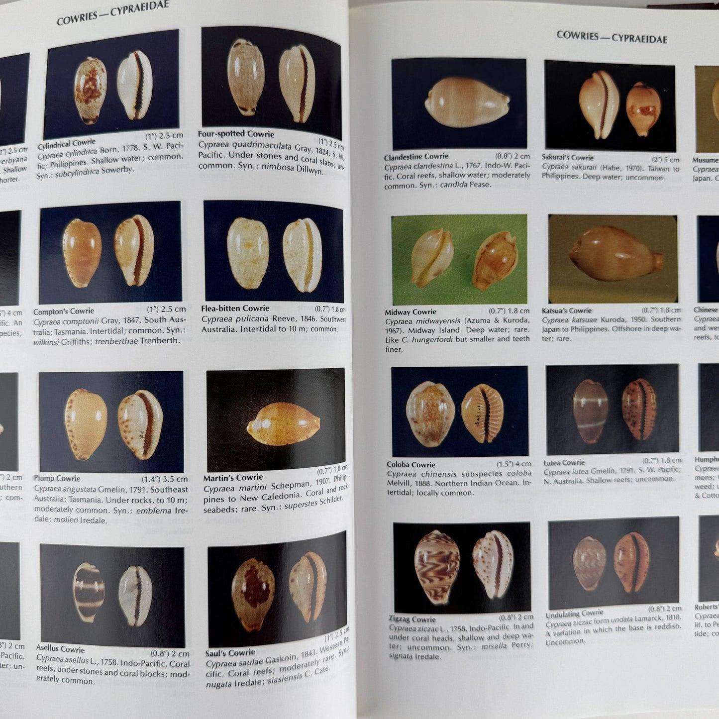 Compendium of Seashells, 1982 First Edition, Hardcover with DJ, Abbott & Dance - Pretty Old Books