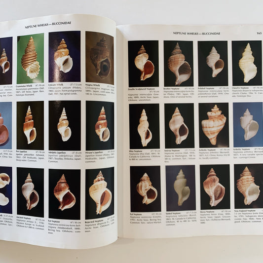 Compendium of Seashells, 1982 First Edition, Hardcover with DJ, Abbott & Dance - Pretty Old Books
