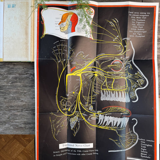 Conduction, Infiltration and General Anesthesia in Dentistry, With Color Anatomy Poster - Pretty Old Books