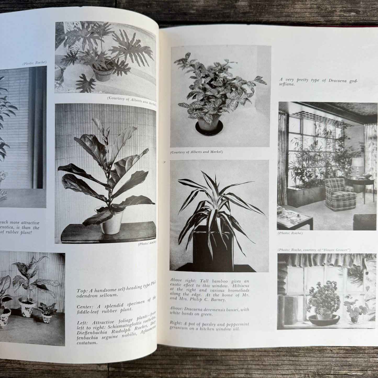 Decorating With House Plants, Ruth Gannon, 1952 - Pretty Old Books